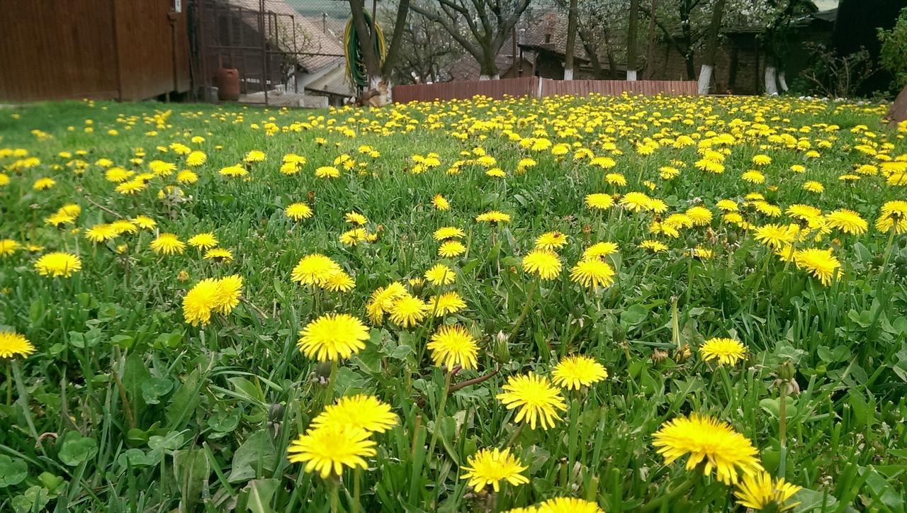 Pension Bassen บาซนา ภายนอก รูปภาพ